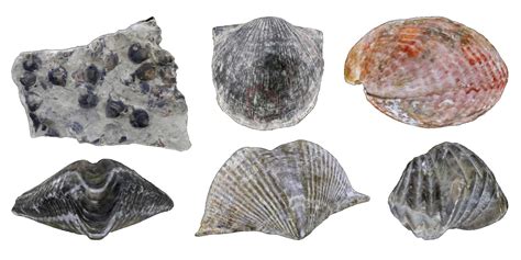 identification of small marine fossils.